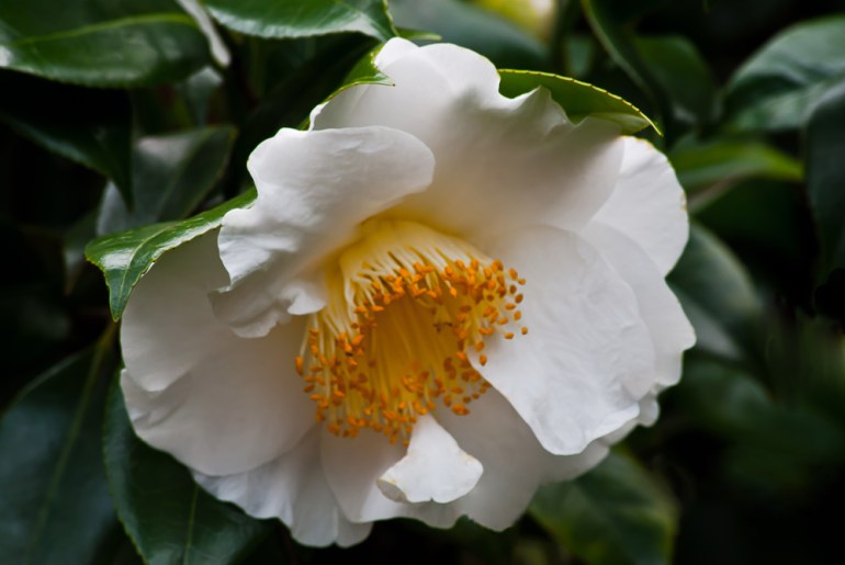 2 Quote A Flower Daily - White and Yellow Camellia 01