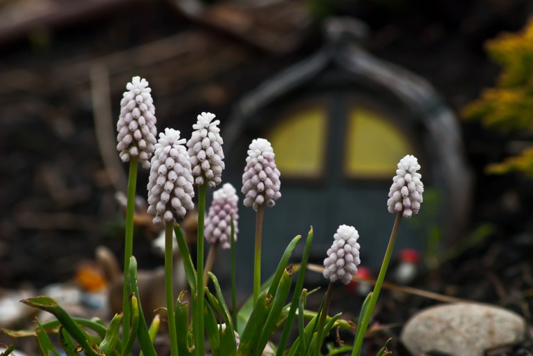 2 Quote A Flower Daily - White Bells