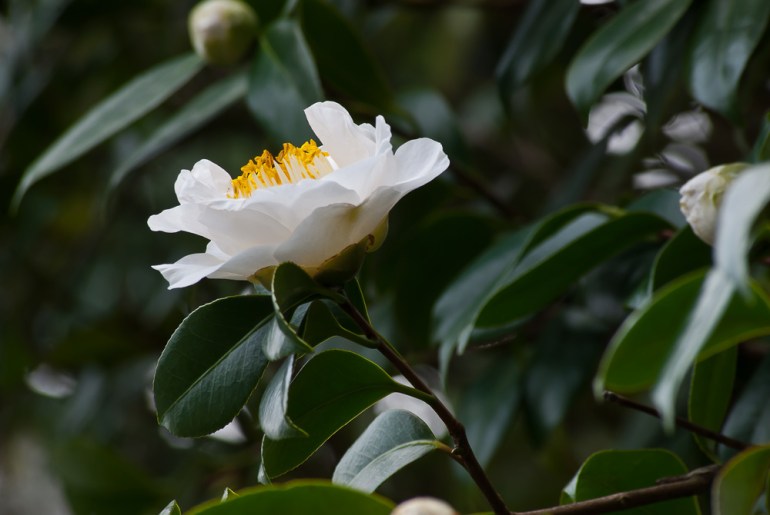 2 Quote A Flower Daily - White Camellia 03
