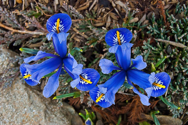 2 Quote A Flower Daily - Blue Iris