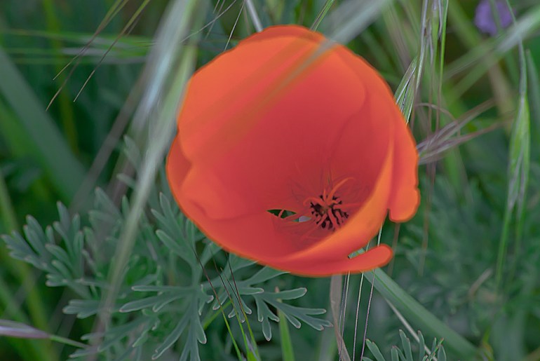 2 Quote A Flower Daily - Above Orange California Poppy