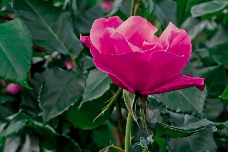 2 Quote A Flower Daily - All That Jazz Rose