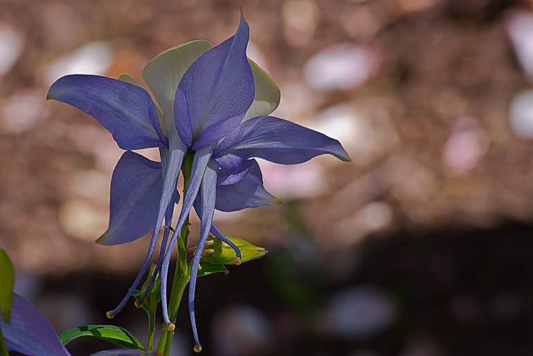 2 Quote A Flower - Behind Columbine