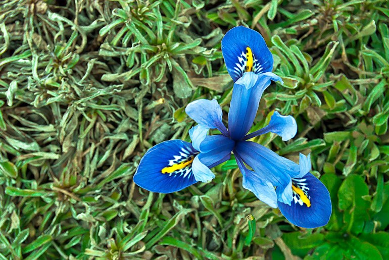 2 Quote A Flower Daily - Blue Iris Hermodactyloides
