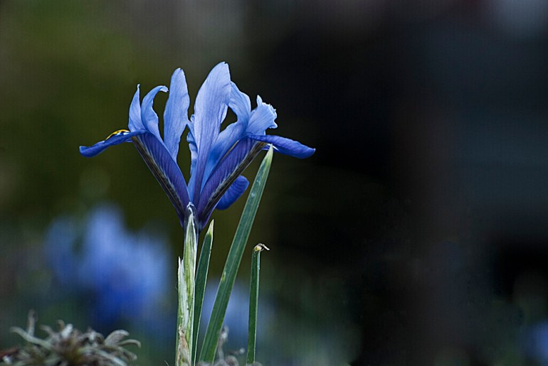 2 Quote A Flower Daily - Blue Iris Hermodactyloides