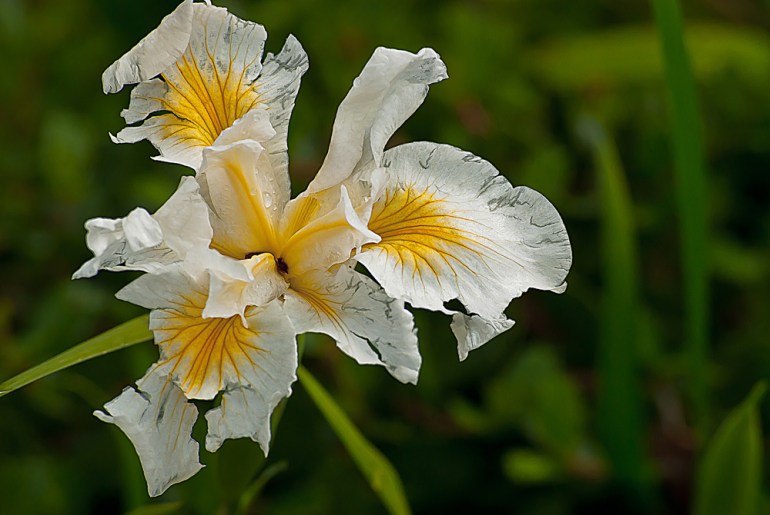 2 Quote A Flower Daily - Broken Flower