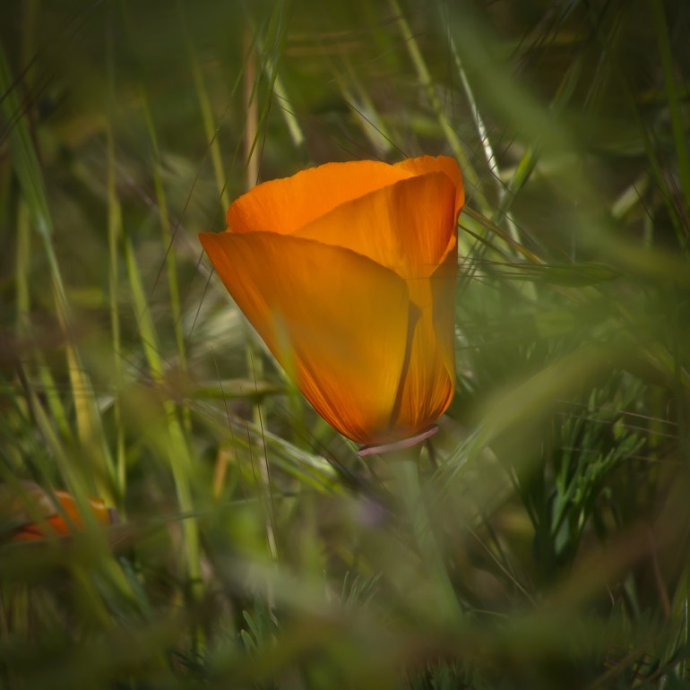 2 Quote A Flower Daily - California Poppy Square