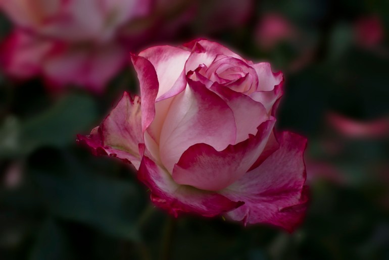 2 Quote A Flower Daily - Cherry Parfait Rose Bud 02