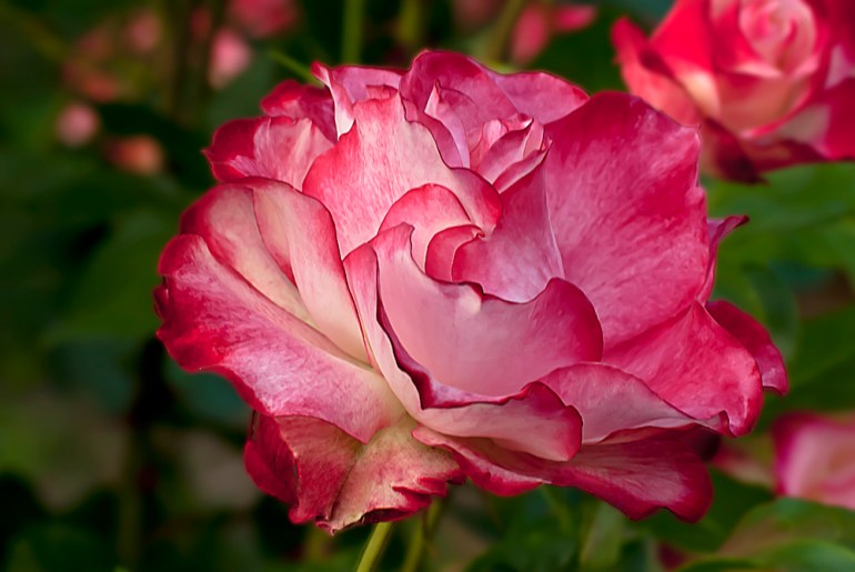 2 Quote A Flower Daily - Cherry Parfait Rose