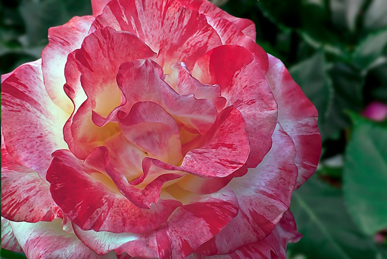 2 Quote A Flower Daily - Chihuli Rose Abstract