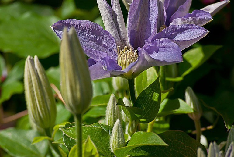 2 Quote A Flower Daily - Clematis