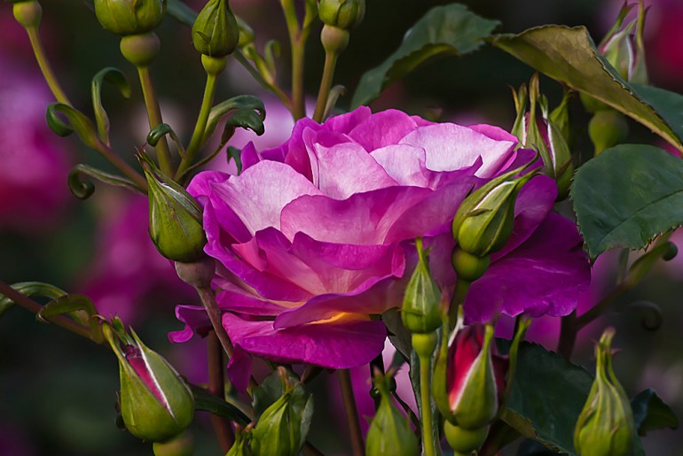 2 Quote A Flower Daily - Cutta the Blue Pink Rose