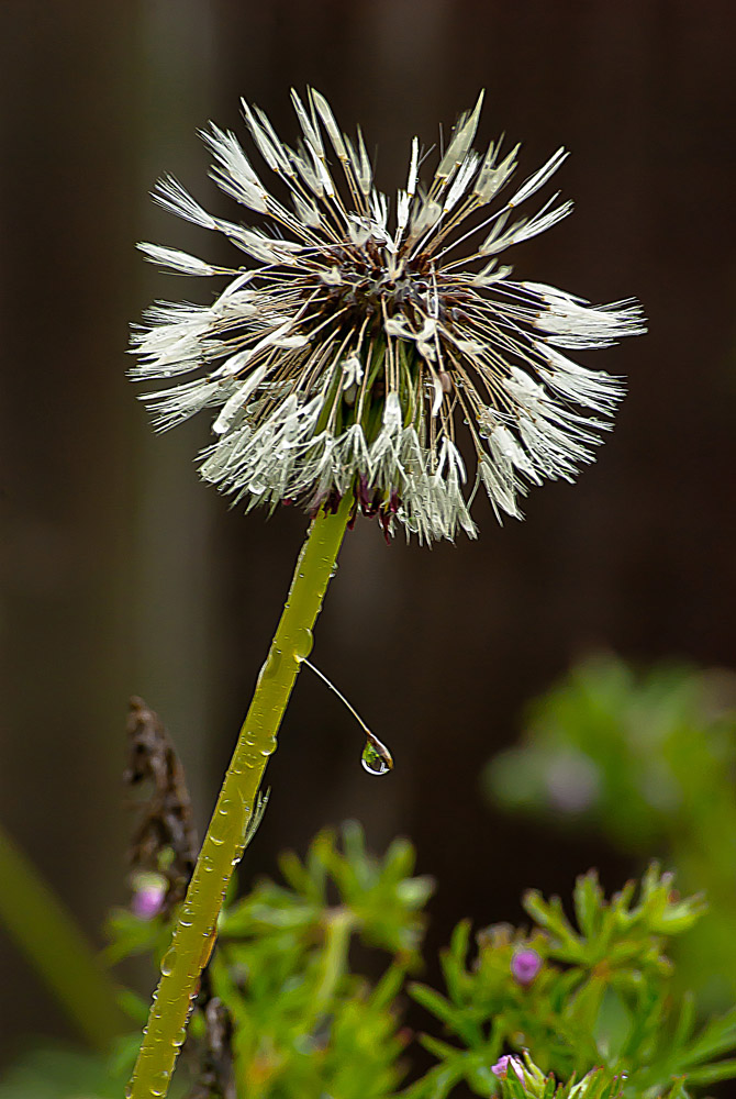 2 Quote A Flower Daily - Dandelion Seed Head