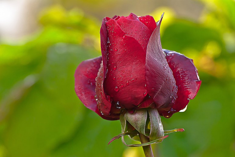 2 Quote A Flower Daily - Deep Red Rose, Rosa