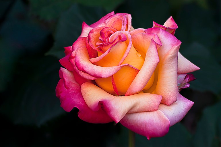 2 Quote A Flower Daily - Dream Come True Rose 02