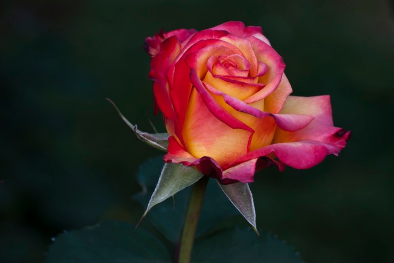 2 Quote A Flower Daily - Dream Come True Rose Bud