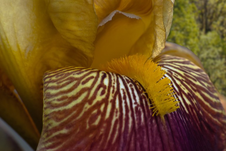 2 Quote A Flower Daily - Gold Bearded Iris Macro 01