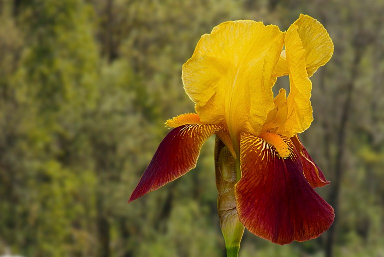 2 Quote A Flower Daily - Gold Bearded Iris