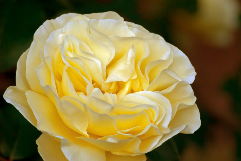 2 Quote A Flower - High Voltage Yellow Rose