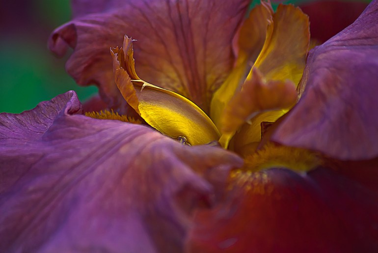 2 Quote A Flower - Iris Macro