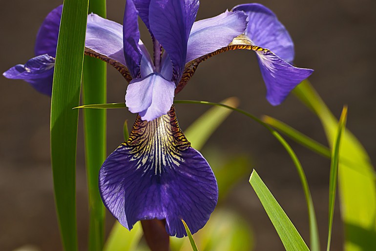 2 Quote A Flower - Iris