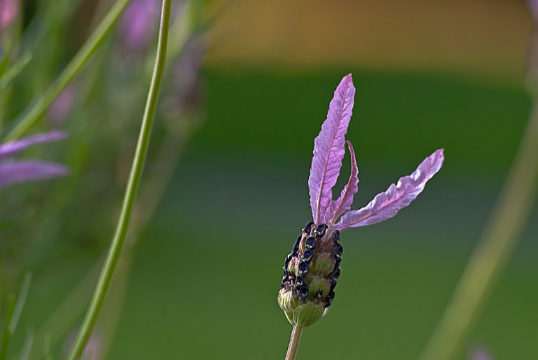 2 Quote A Flower Daily - Lavandula stoechas