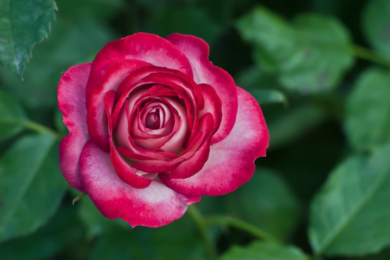 2 Quote A Flower Daily - Len Turner Rose