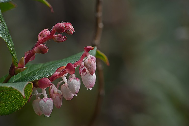 2 Quote A Flower - Manzanita