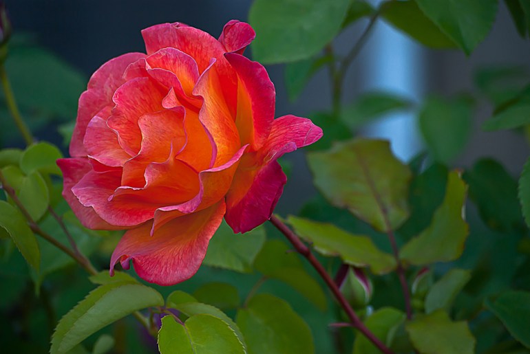 2 Quote A Flower Daily - Mardi Gras Rose 02