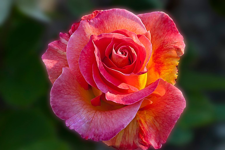 2 Quote A Flower Daily - Mardi Gras Rose