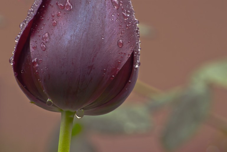 2 Quote A Flower Daily - Maroon Tulip, Tulipa