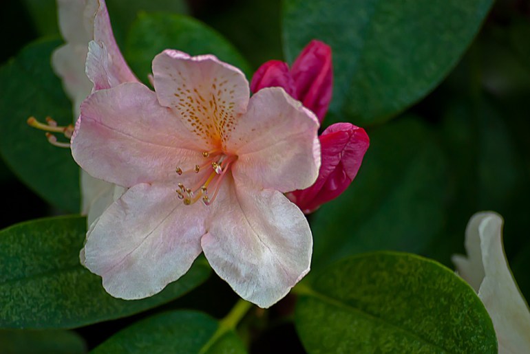 2 Quote A Flower Daily - Mrs Peach Rhododendron