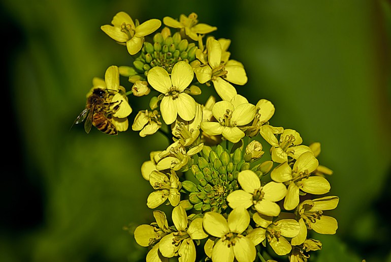 2 Quote A Flower Daily - Mustard Bee 03