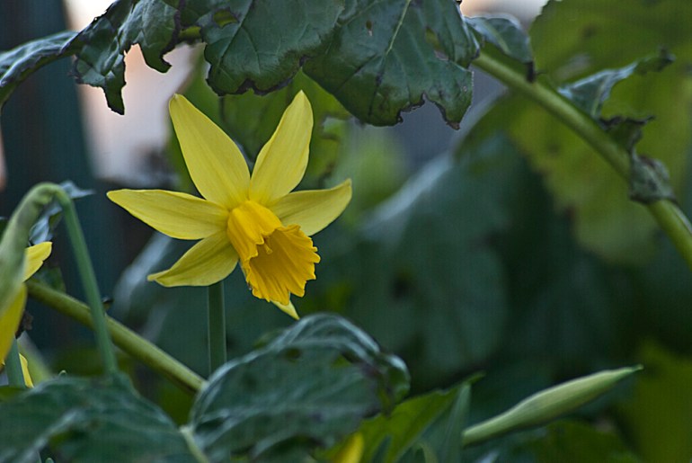 2 Quote A Flower Daily - One Daffodil