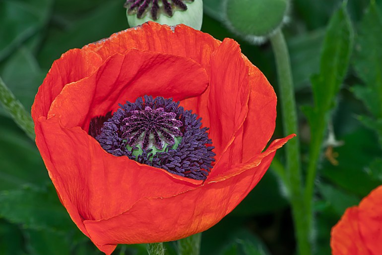 2 Quote A Flower Daily - Orange Oriental Poppy