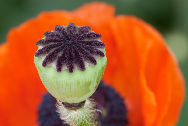 2 Quote A Flower Daily - Oriental Poppy Pod