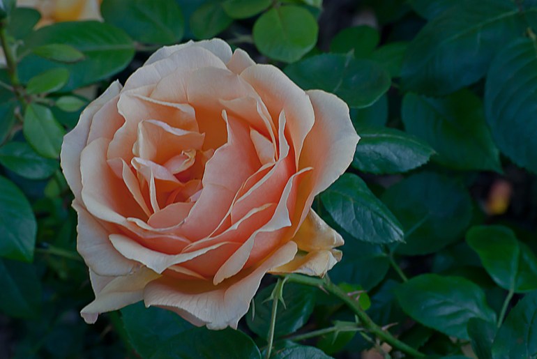 2 Quote A Flower Daily - Peach Rose 02