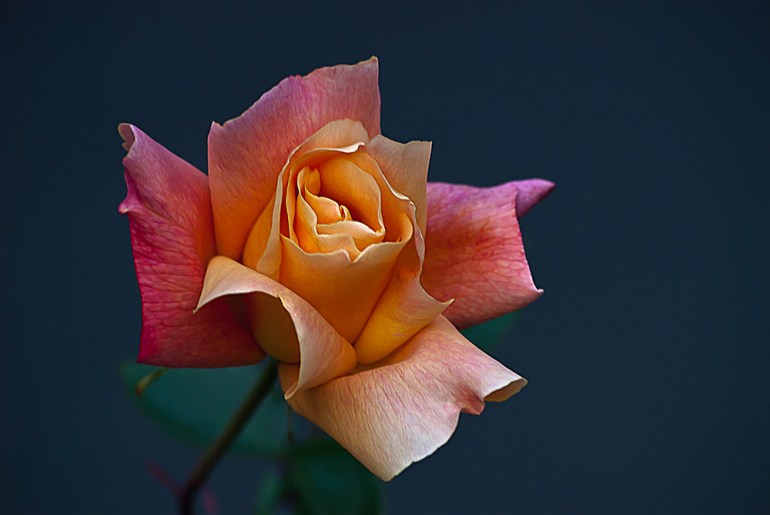 2 Quote A Flower Daily - Peach Rose Bud