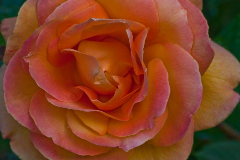 2 Quote A Flower Daily - Peach Rose