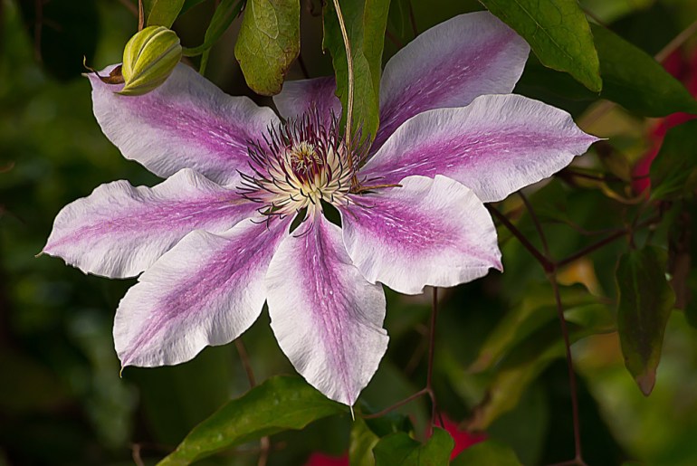 2 Quote A Flower Daily - Pink Clematis