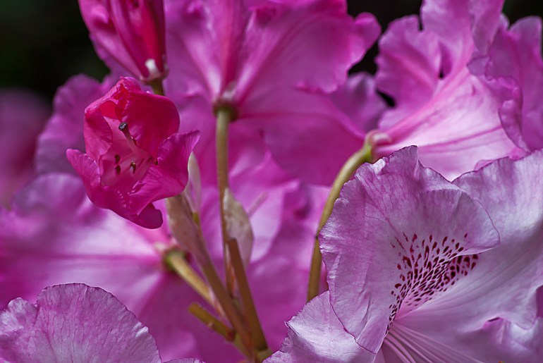 2 Quote A Flower Daily - Pink Rhododendron Abstract