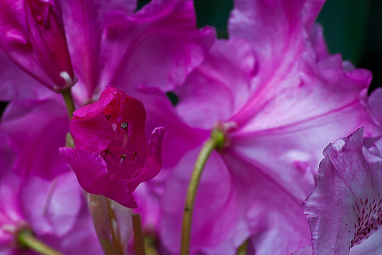 2 Quote A Flower Daily - Pink Rhododendron Bud