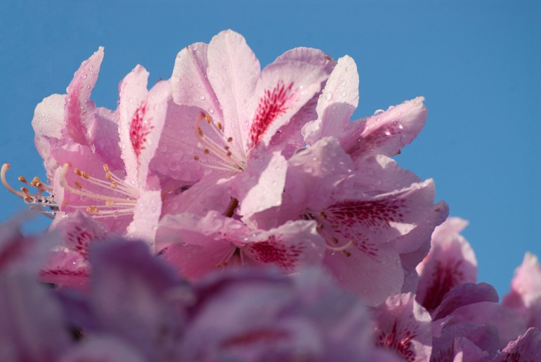 2 Quote A Flower Daily - Pink Rhododendron Sun