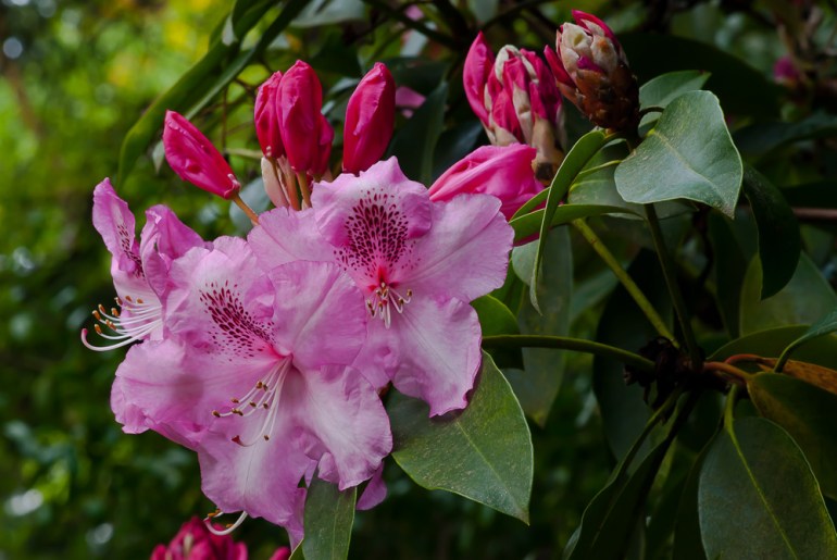 2 Quote A Flower Daily - Pink Rhododendron with Buds
