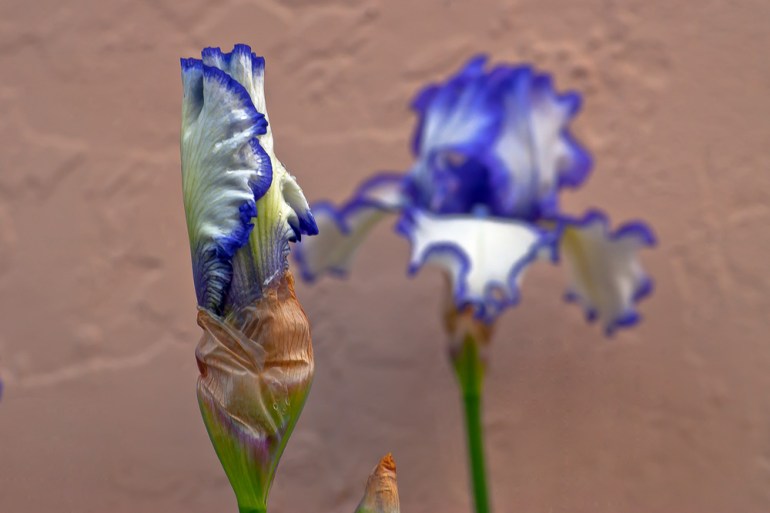 2 Quote A Flower Daily - Purple and White Bearded Iris Bud