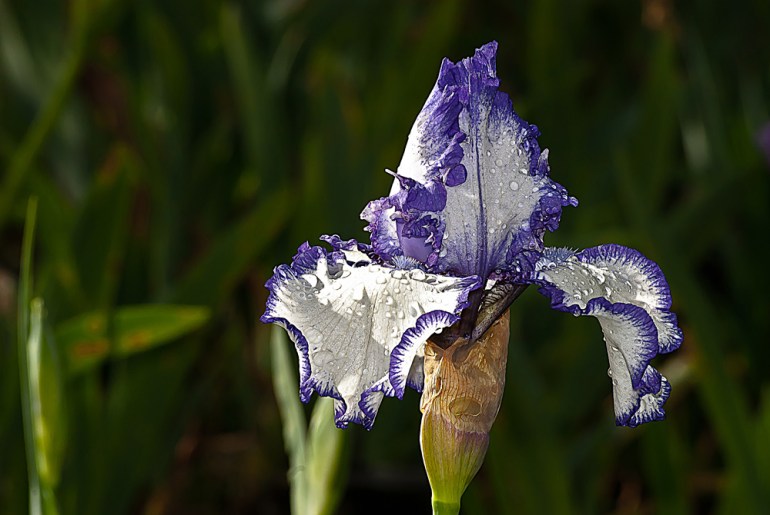 2 Quote A Flower Daily - Purple and White Bearded Iris