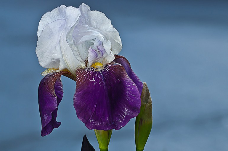 2 Quote A Flower Daily - Purple and White Iris