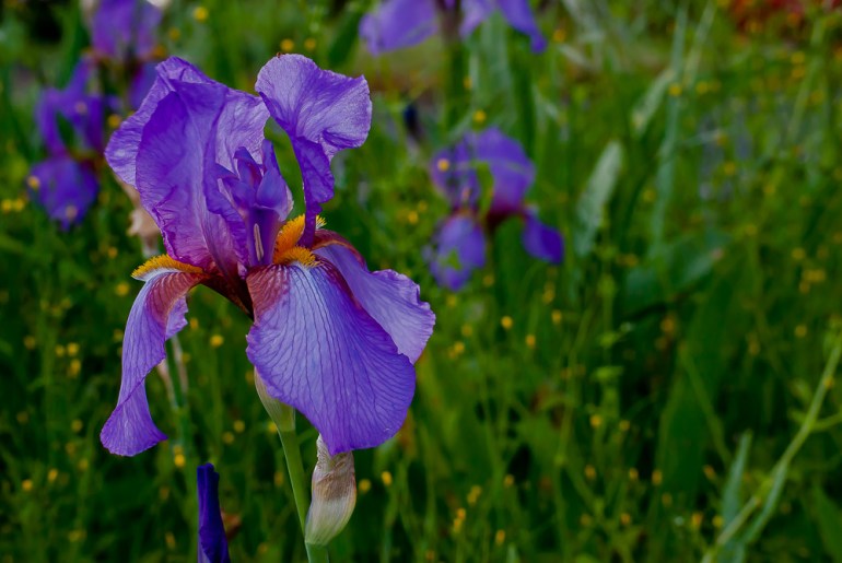 2 Quote A Flower Daily - Purple Bearded Iris Landscape