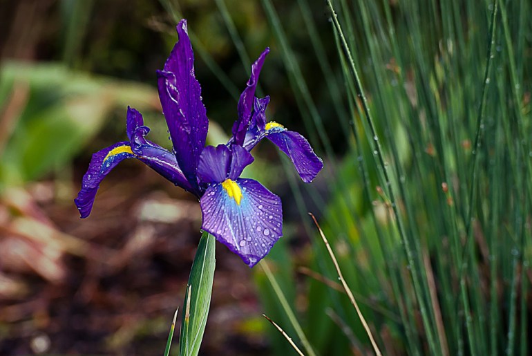 2 Quote A Flower Daily - Purple Iris, Germanica