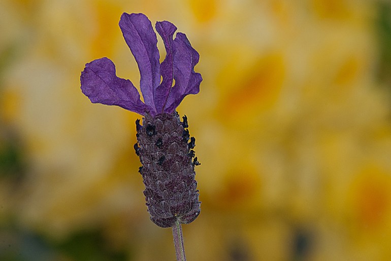 2 Quote A Flower Daily - Purple Lavender on Yellow Background
